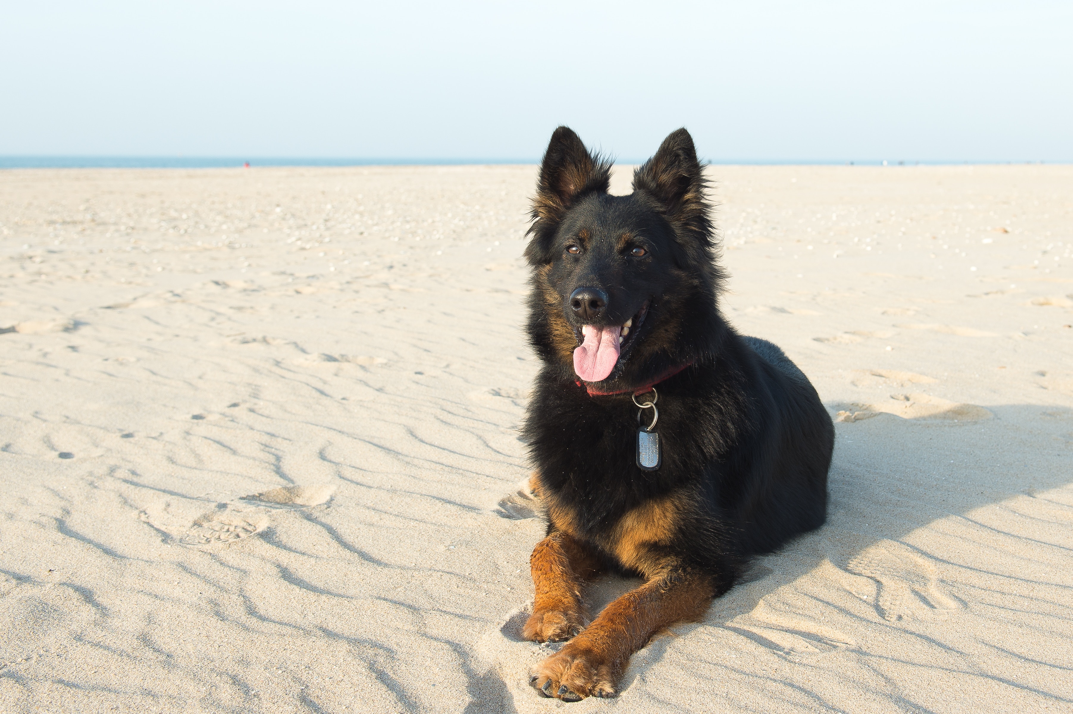 Chien sur la plage