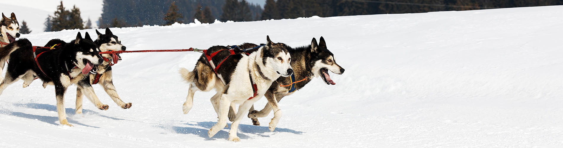 Chiens de traineau