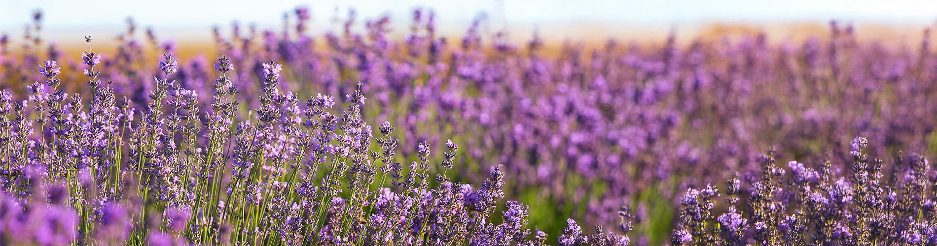 banniere-village-haute-provence