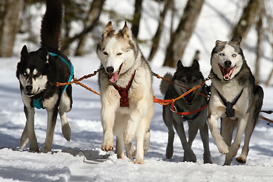 Chiens de traineau