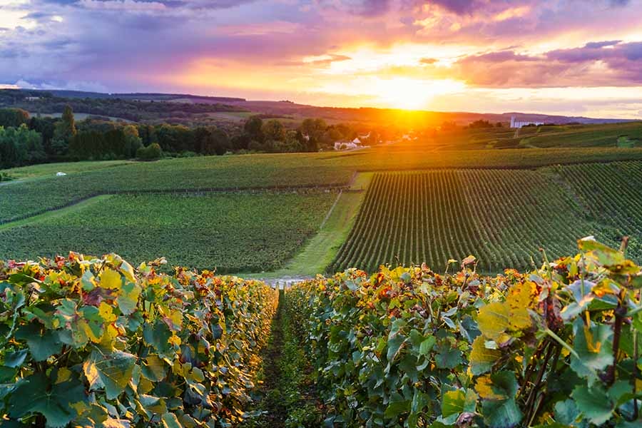 Champ de vignes en Champagne