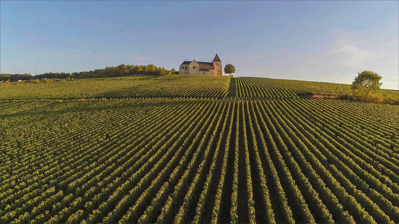 Vignes Champagne