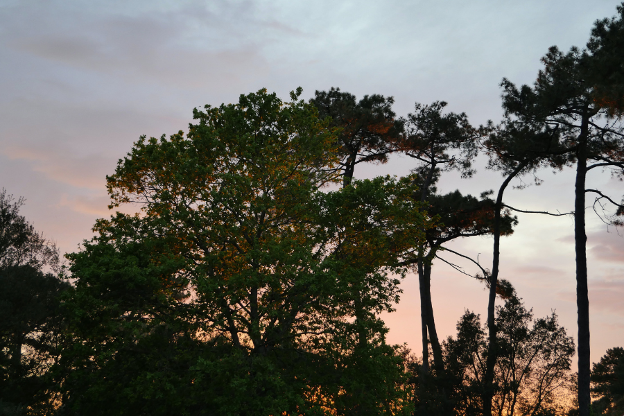 Forêt de pins dans les Landes 