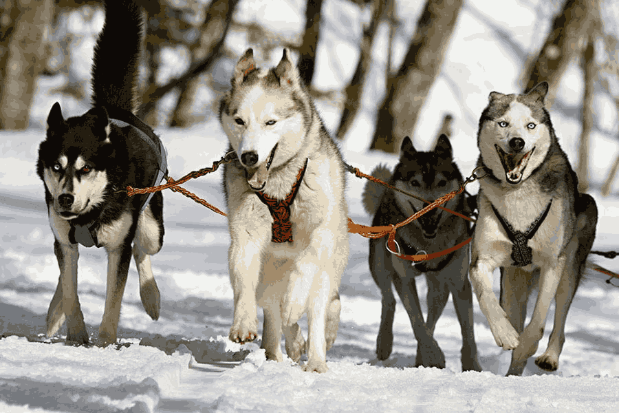 chiens de traineau