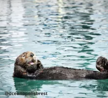 Idées d'une semaine de vacances type à Saint-Nic - ©oceanopolisbrest
