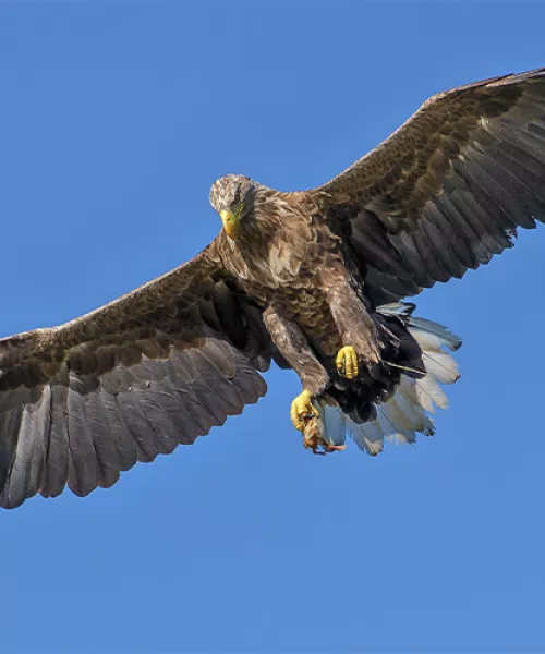 Observer l'Aigle royal en Savoie