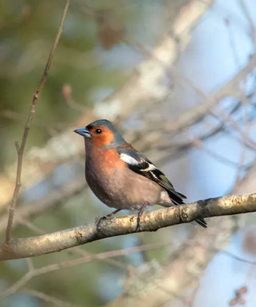 Observer le Pinson des arbres en Savoie