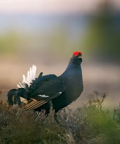 Observer le Tétras Lyre en Savoie