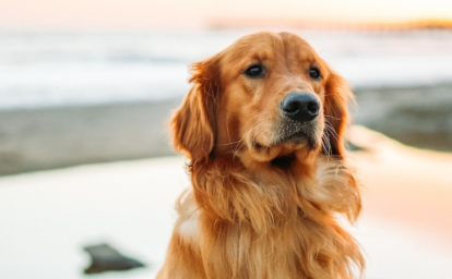 3 conseils pour partir en vacances avec son chien