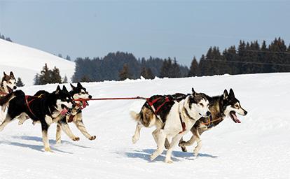 Chiens de traineau