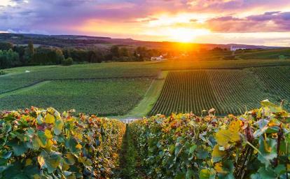 Champ de vignes en Champagne